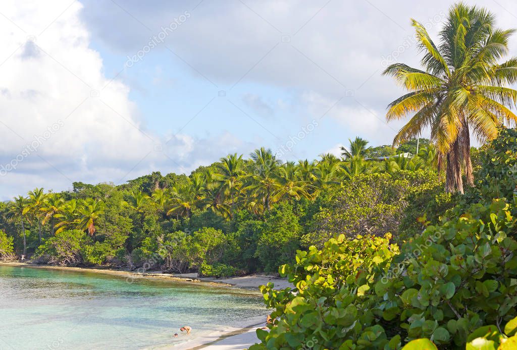 A small sandy beach with tropical plants on St Thomas island, USVI. Sibling play in shallow water and in palm tree shadow.