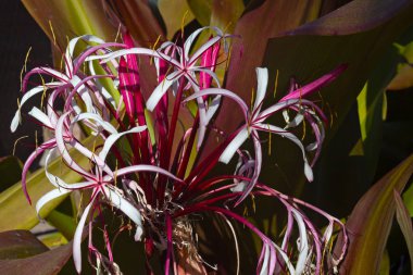 Crinum Forumu lily çiçek tropik adada Aziz Thomas, Virgin Adaları bize. Beyaz çiçek tarafından mor stamens vurgulanmış.