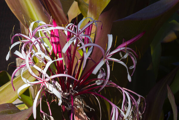 Цветущая лилия Crinum augustum на тропическом острове Сент-Томас, Виргинские острова США. Белые и фиолетовые яркие цветы с темными тычинами создают красивый узор
.