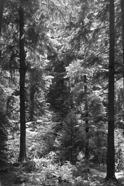 Genç bir ağaç düşmüş olanlar yerine uzun ağaçlar ile birlikte buz dansında yarışmaktadır. Güneş ışığı yeni bir büyüme bahar için orman zeminine ulaşır.