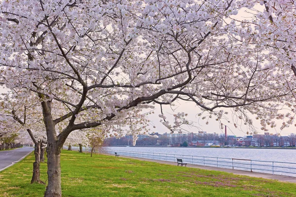 Fila Cerejeiras Florescentes East Potomac Park Perto Água Washington Eua — Fotografia de Stock