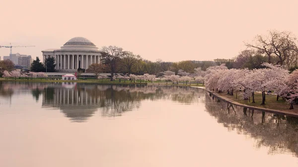 Thomas Jefferson Memorial Tijdens Kersenbloesem Festival Washington Usa Cherry Bomen — Stockfoto