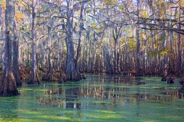 Yosunlu bataklıkları mangrov ağaçlar Louisiana, ABD ile. Güneşli bir öğleden sonra büyülü mangrov orman.