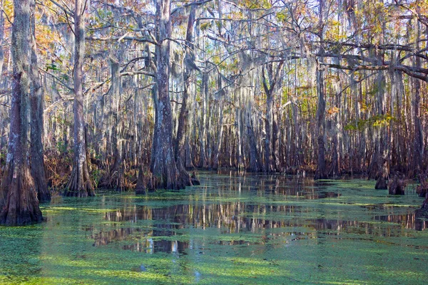 Mechový Mokřin Mangrovové Stromy Louisiana Usa Kouzelné Mangrovových Lesů Slunné — Stock fotografie