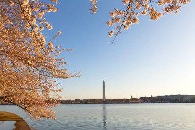 Deprem Havzası rezervuar panorama sırasında kiraz çiçeği bize Washington Anıtı üzerinde bir görünüm ile başkent. Washington Dc cityscape kiraz ağaçları çiçek ile tarafından çerçeveli bahar. 
