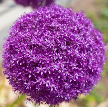 Dev Allium mor çiçek. Bahar allium bitkinin yuvarlak şekli içinde ince içi boş kaynaklanıyor küçük karmaşık çiçekler.