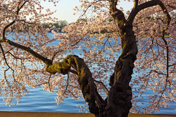 Old Cherry Tree Peak Its Bloom Washington Landscape Cherry Blossom — Stock Photo, Image