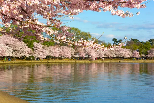 Blooming Cherry Trees Tidal Basin Reservoir Washington Usa Urban Landscape — Stock Photo, Image