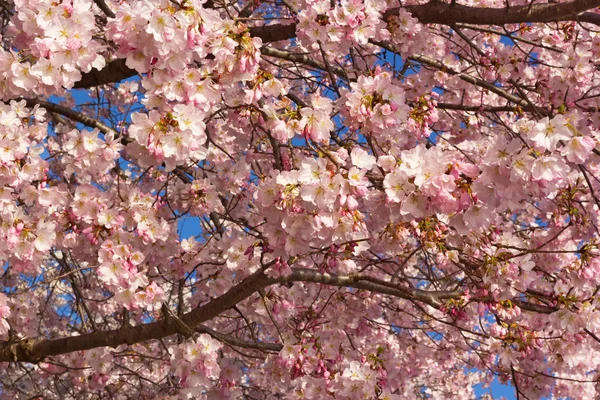 Pico Floración Con Tonos Rosa Blanco Contra Cielo Azul Abundancia —  Fotos de Stock