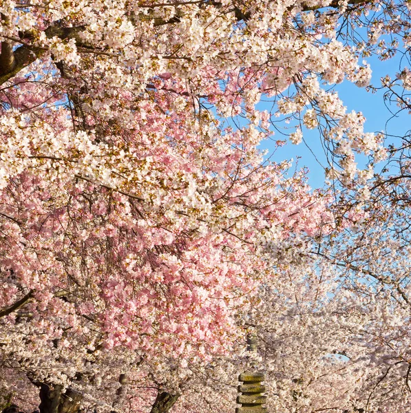 Cherry bloom abundance in Washington DC. Bloom peak with hues of pink and white against a blue sky.