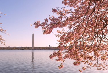 Çiçek açması kiraz ağaçları Washington Dc. peyzaj bahar Ulusal Cherry Blossom Festivali sırasında havzasında deprem çevresinde. 