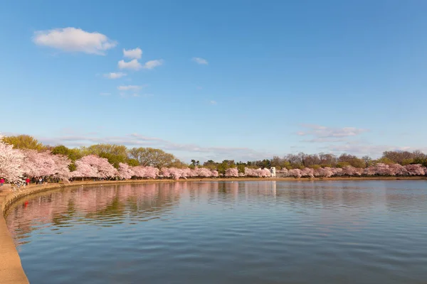 Blossoming Cherry Trees Tidal Basin Reservoir Panorama Spring National Cherry — Stock Photo, Image