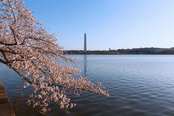 Blossoming Cherry Trees Tidal Basin Reservoir Washington Urban Landscape Spring — Stock Photo, Image