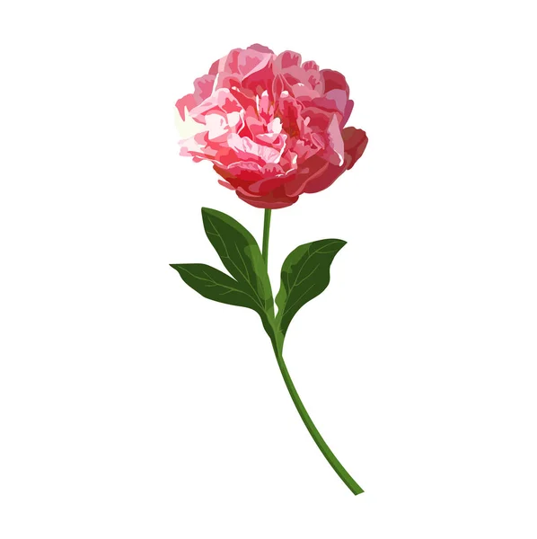 Fleur pivoine rouge. Vecteur isolé herbacé coloré voyante plan — Image vectorielle