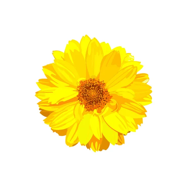 Flor de crisantemo. Vector floral aislado colorido amarillo pla — Archivo Imágenes Vectoriales