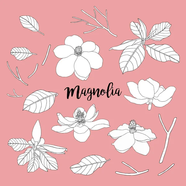 Magnolia zestaw kwiatów i liści. Ilustracja wektorowa kwiatowy. BEA — Wektor stockowy