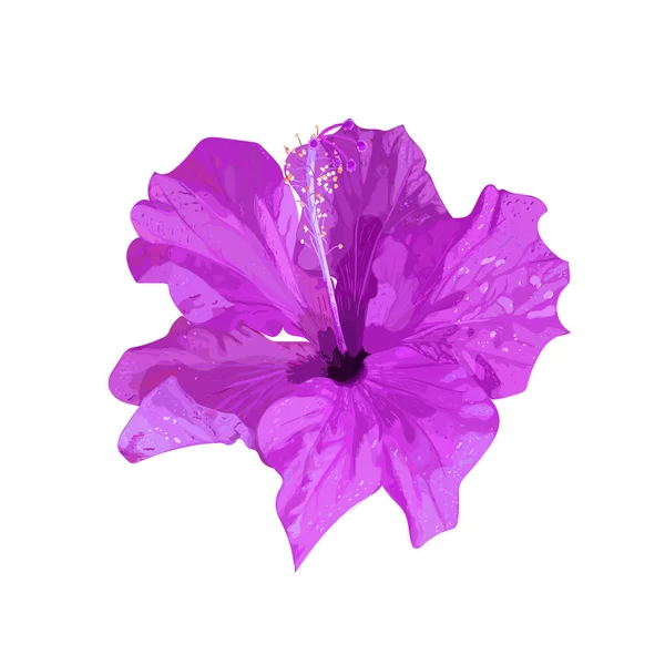 Gibiscus. Planta tropical lila, púrpura aislada. Colección con — Vector de stock