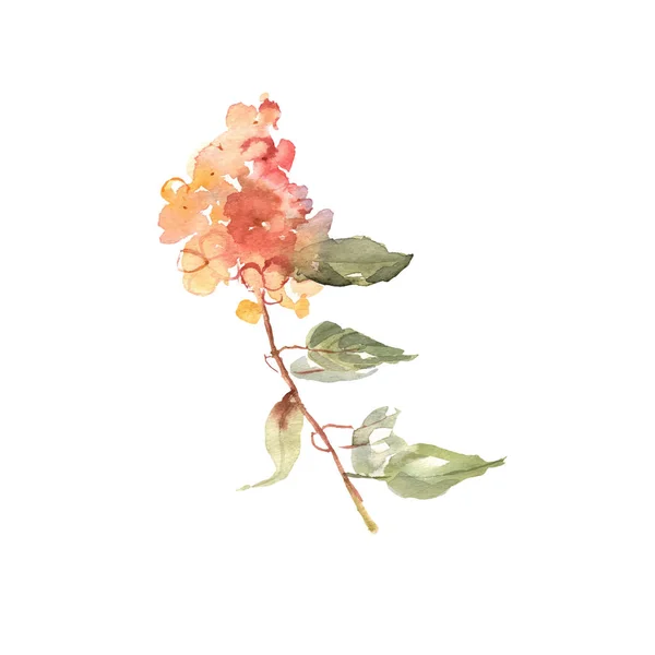 Fleur aquarelle. Belle hortensia dessinée à la main. Conception pour in — Image vectorielle