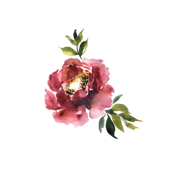 Fleur aquarelle. Coloré rouge belle rose dessinée à la main. Desi — Image vectorielle