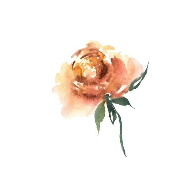 Flor de aquarela. Laranja bela mão desenhada rosa. Projeto para —  Vetores de Stock