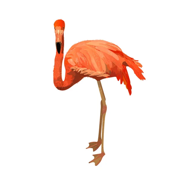Modny Flaming ptak zwierzę, wielki mianowanie pod kątem wszelki cele. Kolorowa ilustracja wektorowa. Zabawna postać z kreskówek. Ilustracja wektorowa — Wektor stockowy