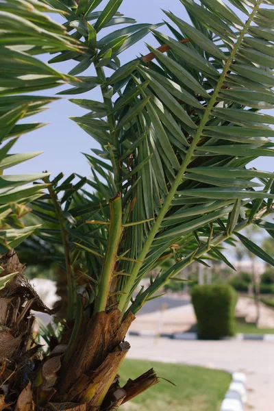 palm tree leaves. little palm tree paradise garden. Day in Egypt