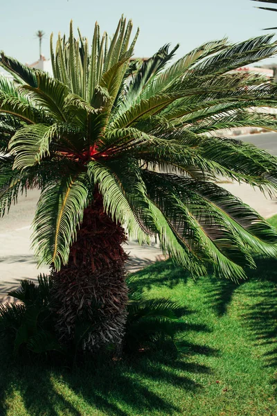 Palmera Pequeño Jardín Paraíso Palmera Día Egipto — Foto de Stock