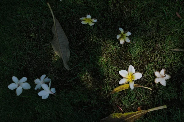 Frangipani Цветок Траве Вид Сверху Цветок Франжипани Фоне Зеленой Травы — стоковое фото