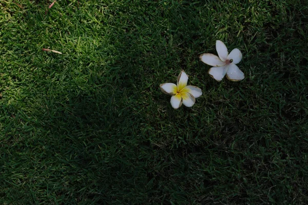 Frangipani Цветок Траве Вид Сверху Цветок Франжипани Фоне Зеленой Травы — стоковое фото