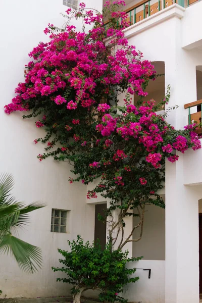 the facade of the building is covered with flowering plants. Egypt, Sharm El Sheikh. balcony of white painted traditional house  with arch windows and large pink flowers covering the roof and walls. bush of flowering bougainvillea