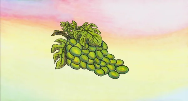 Bir pastel renkli arka plan önünde büyük yeşil üzüm gösteren soyut bir kalem renkli resim illüstrasyon. Bu görüntü tamamen el mürekkep le çizilmiş ve kalemler ile renkli, taranmış ve bilgisayar tarafından rafine. Tüm bulanıklaştırma amaçlanmıştır