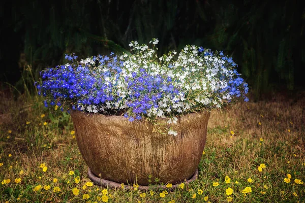 Ein Topf Mit Weißen Und Blauen Lobelien Erinus Blüten Ansicht — Stockfoto