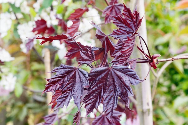 Norway maple Royal Red leaves. Acer platanoides Royal Red. Large burgundy coloured leaves with five lobes. Close up. — Stock Image Norway Maple Royal Red Leaves Acer Platanoides Royal Red Large Stock Image