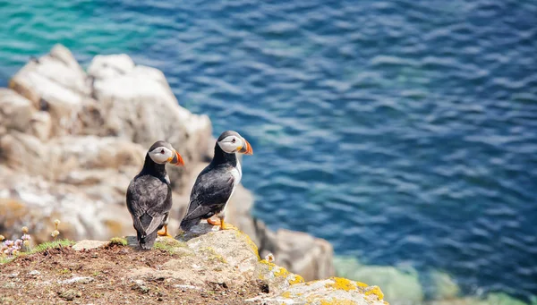 Vista Perto Dois Puffins Uma Rocha Dia Ensolarado Ilhas Salgadas — Fotografia de Stock