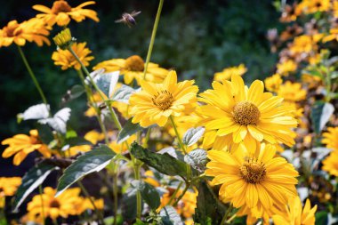 Arnica herb blossoms in autumn. Close up. clipart