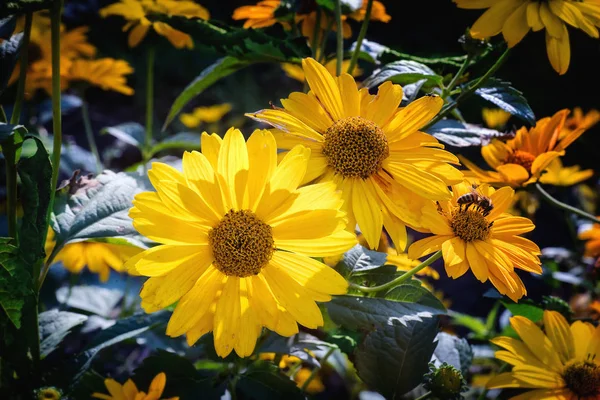 Hierba Árnica Florece Otoño Cerca — Foto de Stock