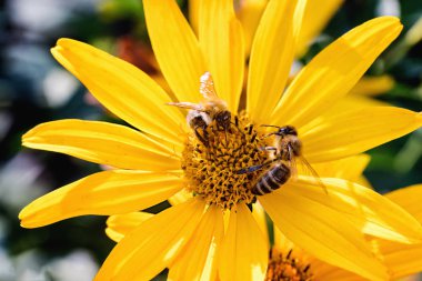 Two bees on an Arnica blossom. Close up, macro. clipart