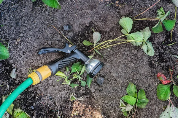 Watering Hose Dry Soil Strawberries Sprouts Close View — Stock Photo, Image
