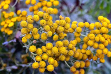 Solucan otu çiçeği. Yakın çekim. Üstten görünüm.