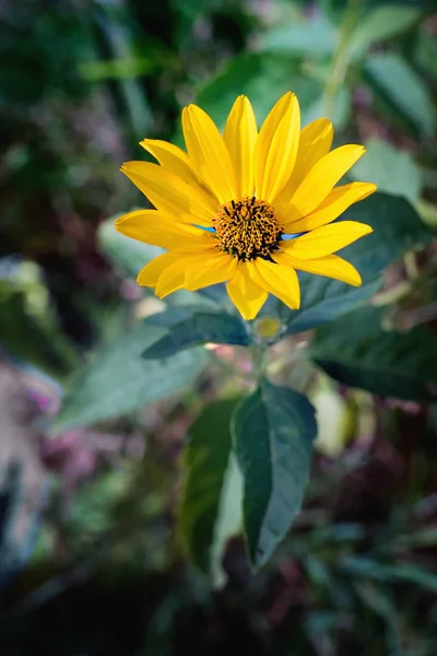 Arnica Βότανο Άνθος Κλείσιμο Προβολής — Φωτογραφία Αρχείου