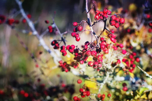 Červené Suché Hložinek Větvi Podzim Zavřít Pohled — Stock fotografie