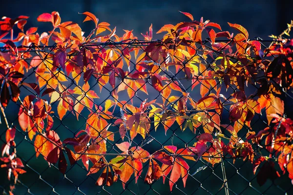 Vista Próxima Hedera Creeper Colorido Uma Cerca Metal Noite Outono — Fotografia de Stock