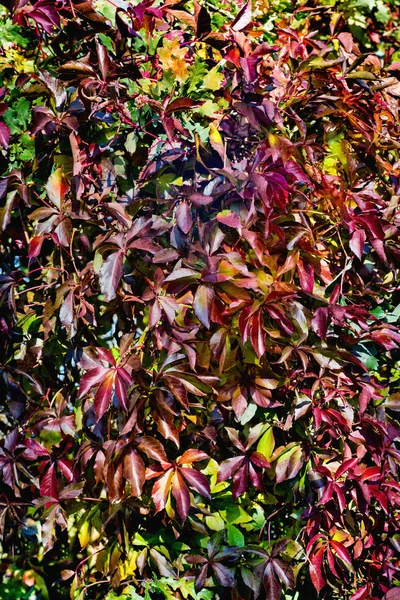 Parthenocissus Quinquefolia Virginia Fundo Creeper Outono — Fotografia de Stock