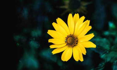 Arnica çiçek çiçek koyu yeşil arka plan üzerinde. Yakın çekim.
