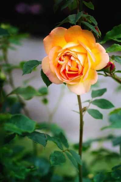 Vista Cercana Rosas Amarillas Rosadas Que Florecen Sobre Fondo Oscuro — Foto de Stock