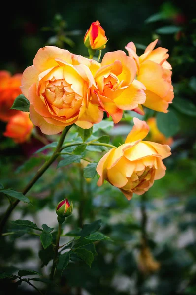 Vista Cercana Rosas Amarillas Rosadas Que Florecen Sobre Fondo Oscuro — Foto de Stock