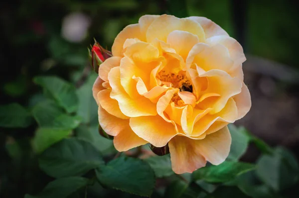 Sarı Gül Çiçeği Yakın Çekim — Stok fotoğraf