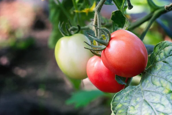 Zwei Rote Und Eine Grüne Tomate Auf Einem Zweig Nahaufnahme — Stockfoto