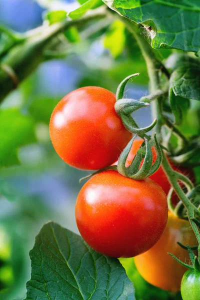 Rote Tomaten Auf Einem Zweig Nahaufnahme — Stockfoto