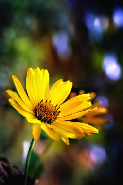Arnica herb blossom. Close up. clipart